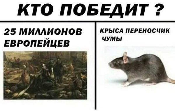 Уничтожение крыс в Перми, цены, стоимость, методы