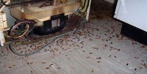 Поморить тараканов в квартире в Перми, цены