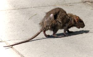 Фирма по уничтожению грызунов, крыс и мышей в Перми