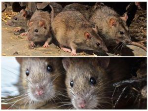 Травить грызунов крыс и мышей в Перми