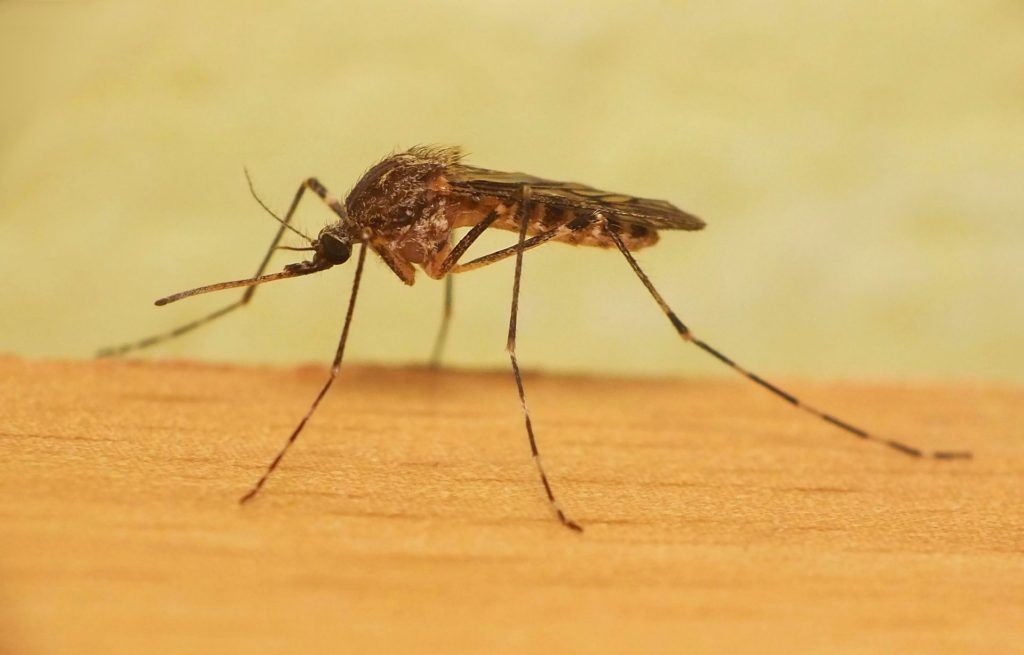 Уничтожение комаров в Перми