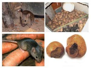 Служба по уничтожению грызунов, крыс и мышей в Перми