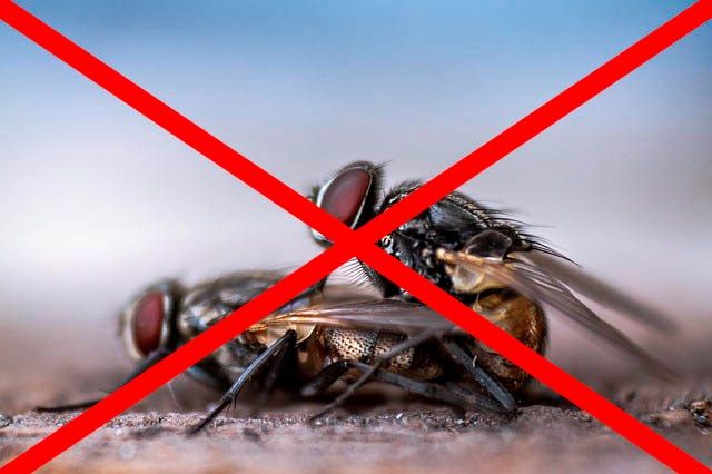 Профессиональное уничтожение мух в Перми с гарантией