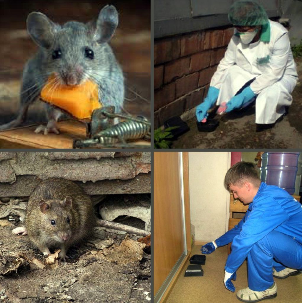 Дезинфекция от грызунов, крыс и мышей в Перми