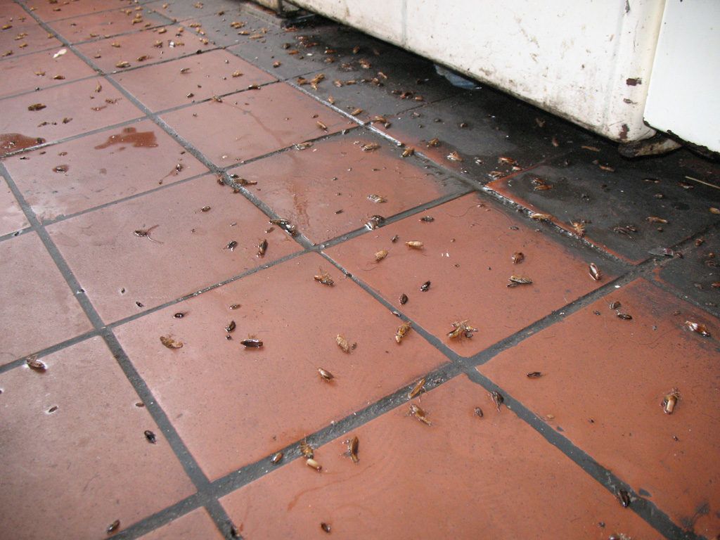 Уничтожение тараканов в квартире в Перми 