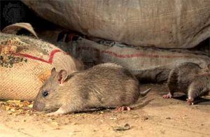 Дератизация от грызунов от крыс и мышей в Перми