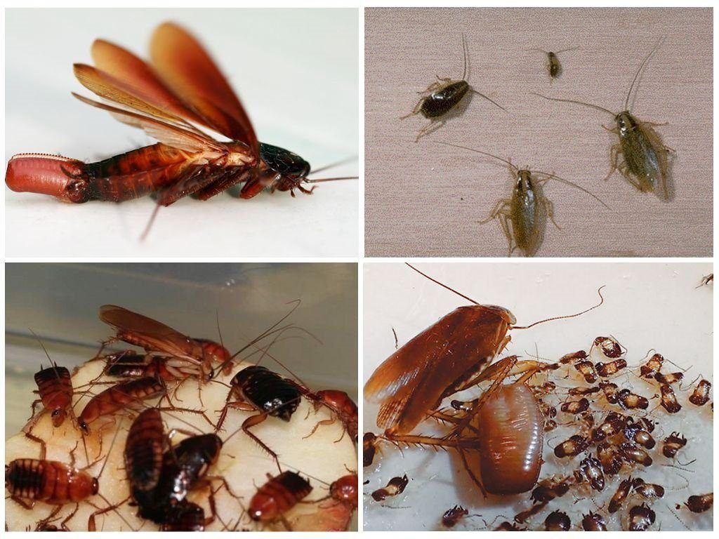 Уничтожение тараканов в квартире в Перми 