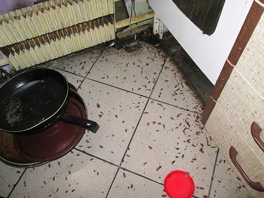 Санэпидемстанция от тараканов в Перми, вызвать, цены