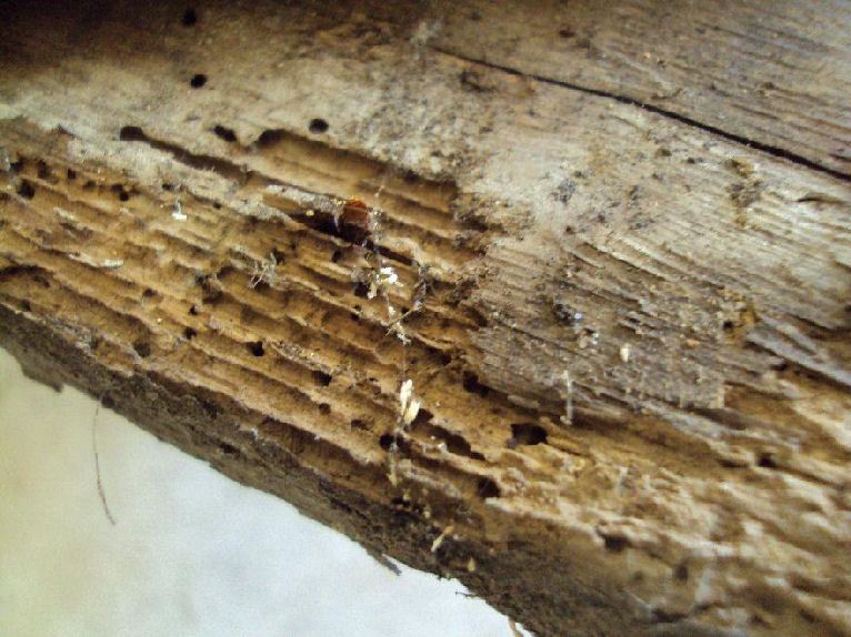 Способы и методы уничтожения жуков в деревянном доме